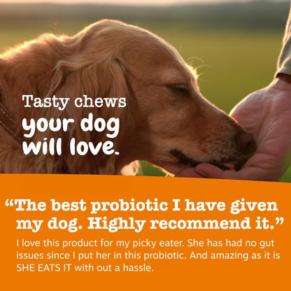 HOTZesty Paws Probiotics for Dogs - Digestive Enzymes for Gut Flora, Digestive Health, Diarrhea & Bowel Support - Clinically Studied DE111 - Dog Supplement Soft Chew for Pet Immune System - Pumpkin, 90ct