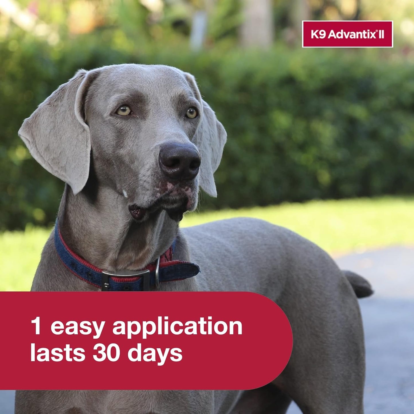 HOTK9 Advantix II XL Dog Vet-Recommended Flea, Tick & Mosquito Treatment & Prevention | Dogs Over 55 lbs. | 2-Mo Supply