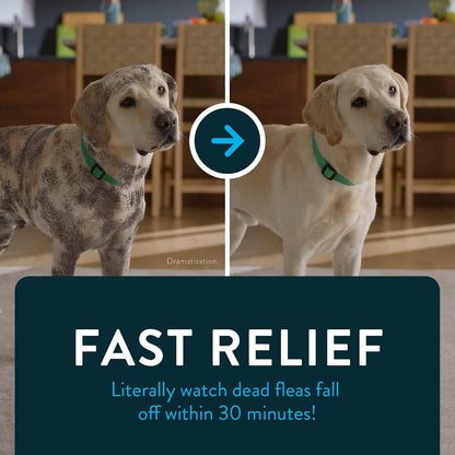 HOTCapstar (Nitenpyram) Fast-Acting Oral Flea Treatment for Dogs 2-25 Lbs, Vet-Recommended Medication Tablets, Flea Tablets for Dogs Start Killing in 30 Minutes, 6 Doses