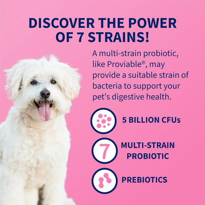 HOTNutramax Proviable Probiotics for Dogs and Cats, Daily Digestive Health Supplement with Multiple Strains of Bacteria, Cat and Dog Probiotics Plus Prebiotics, 30 Capsules