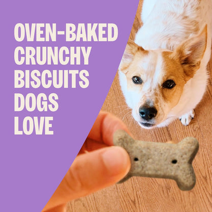 HOTWellness Old Mother Hubbard Classic P-Nuttier Dog Biscuits, Natural Training Treats, Peanut Butter Flavor, Mini Size, 6 lb Box