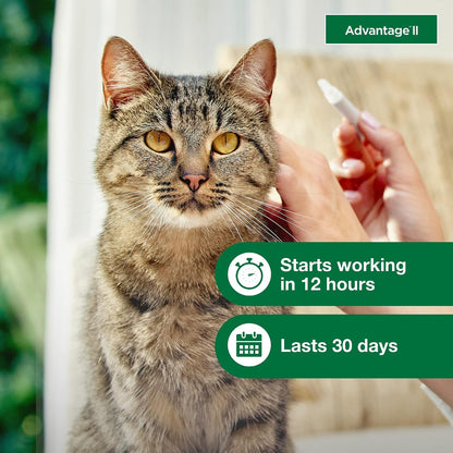 HOTII Large Cat Vet-Recommended Flea Treatment & Prevention | Cats Over 9 lbs. | 4-Month Supply