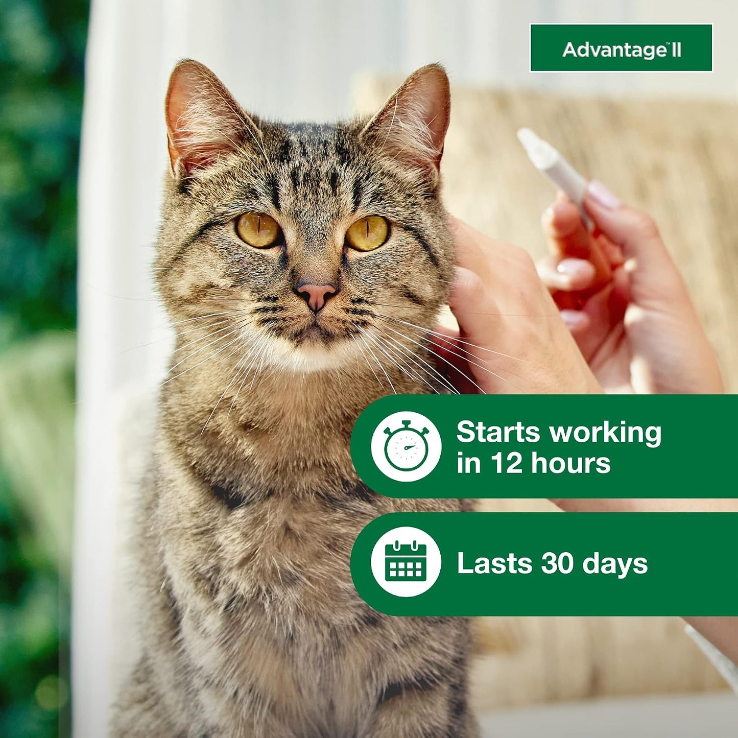 HOTII Large Cat Vet-Recommended Flea Treatment & Prevention | Cats Over 9 lbs. | 2-Month Supply