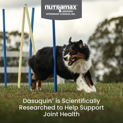 HOTNutramax Dasuquin MSM Joint Supplement for Large Dogs, Soft Chews, 150ct | Glucosamine and Chondroitin, ASU, MSM, Supports Healthy Joints, For Dogs Over 60 lbs, All Ages, Soft Chews