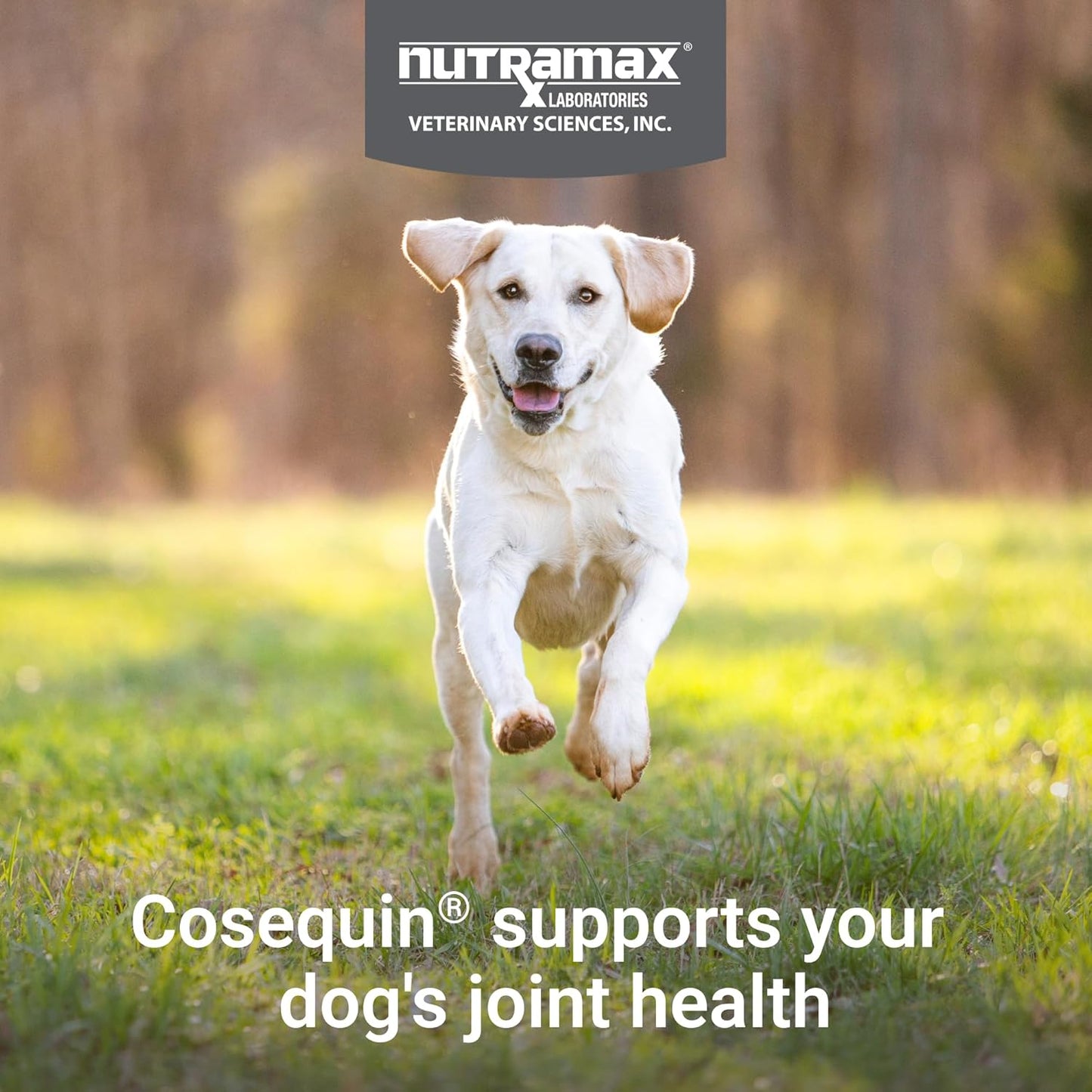 HOTNutramax Cosequin Joint Supplement for Dogs, Skin & Coat, Soft Chews,120ct | Glucosamine & Chondroitin for Dogs with MSM, Omega-3s, Supports Joints, Skin and Coat Health, All Ages & Sizes