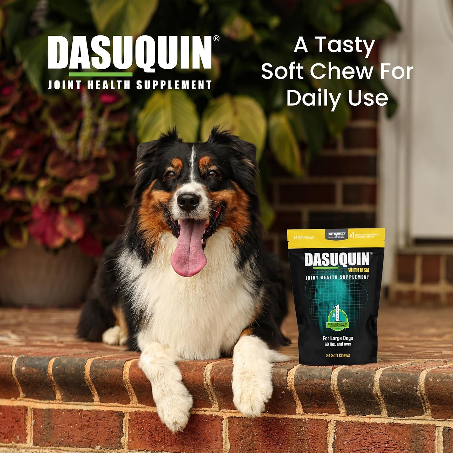 HOTNutramax Dasuquin MSM Joint Supplement for Large Dogs, Soft Chews, 84ct | Glucosamine and Chondroitin, ASU, MSM, Supports Healthy Joints, For Dogs Over 60 lbs, All Ages, Soft Chews