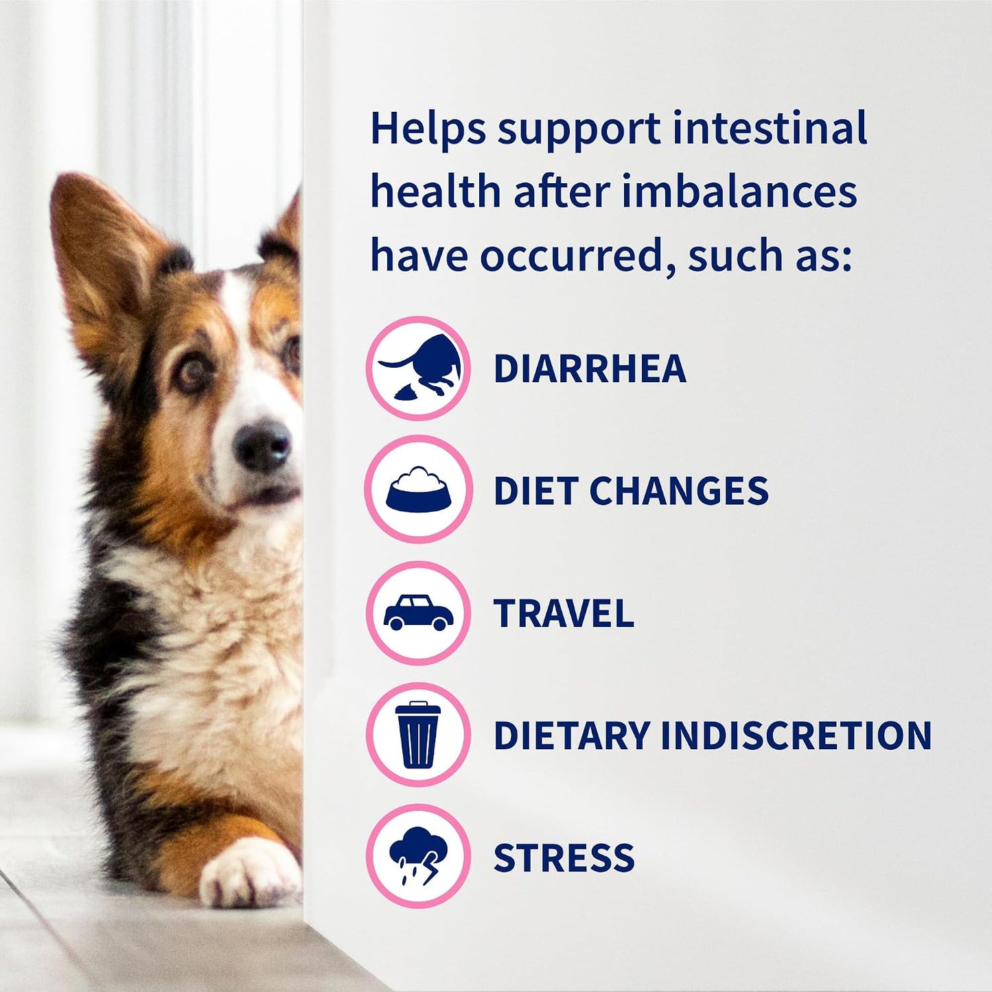HOTNutramax Proviable Probiotics for Dogs, Daily Digestive Health Supplement with Multiple Strains of Bacteria, Dog Probiotics Plus Prebiotics, 60 Chewable Tablets