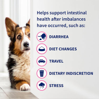 HOTNutramax Proviable Probiotics for Dogs, Daily Digestive Health Supplement with Multiple Strains of Bacteria, Dog Probiotics Plus Prebiotics, 60 Chewable Tablets