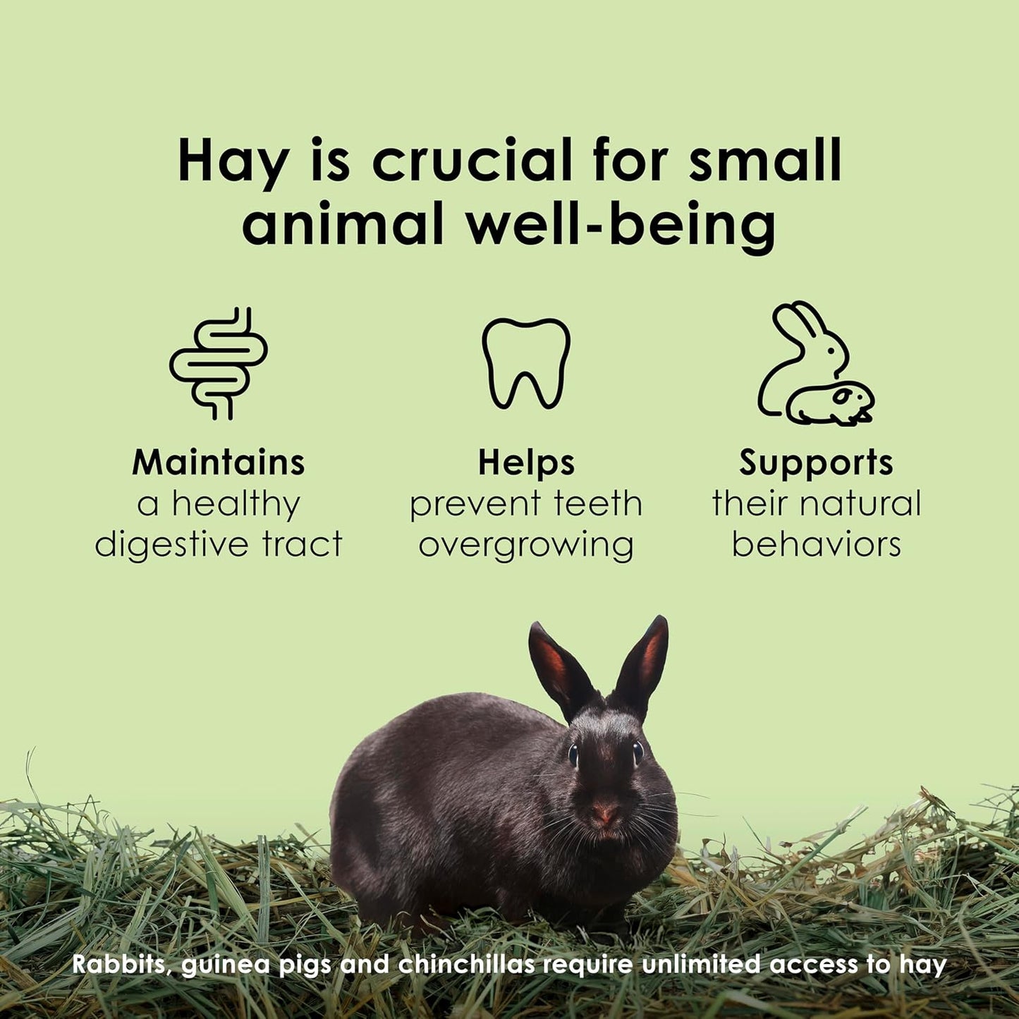 HOTKaytee Timothy Hay, High Fiber, Grown Specifically for Small Animals, Rabbits, Guinea Pigs, Chinchillas, Ideal Bulk Order for Small Pets, 3 Pounds
