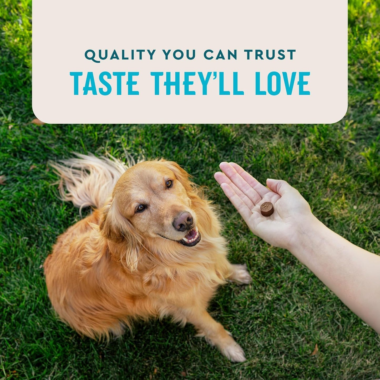 HOTVetIQ Glucosamine Hip & Joint Supplement for Dogs, 180 Soft Chews, Joint Support Supplement with MSM and Krill, Dog Health Supplies Large & Small Breed, Chicken Flavored Chewables | Supports mobility for large & small breeds; glucosamine, MSM & krill o