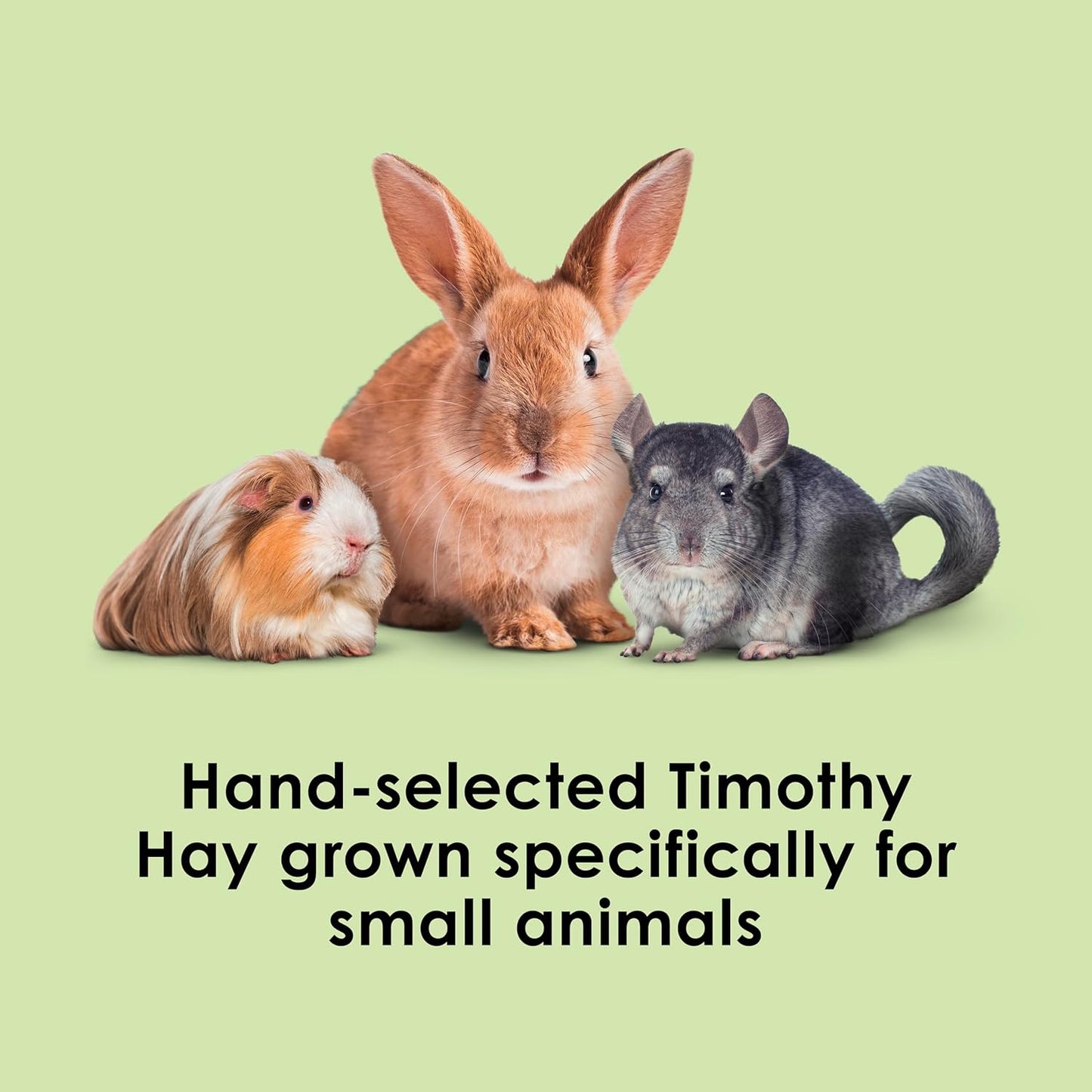 HOTKaytee Timothy Hay, High Fiber, Grown Specifically for Small Animals, Rabbits, Guinea Pigs, Chinchillas, Ideal Bulk Order for Small Pets, 3 Pounds