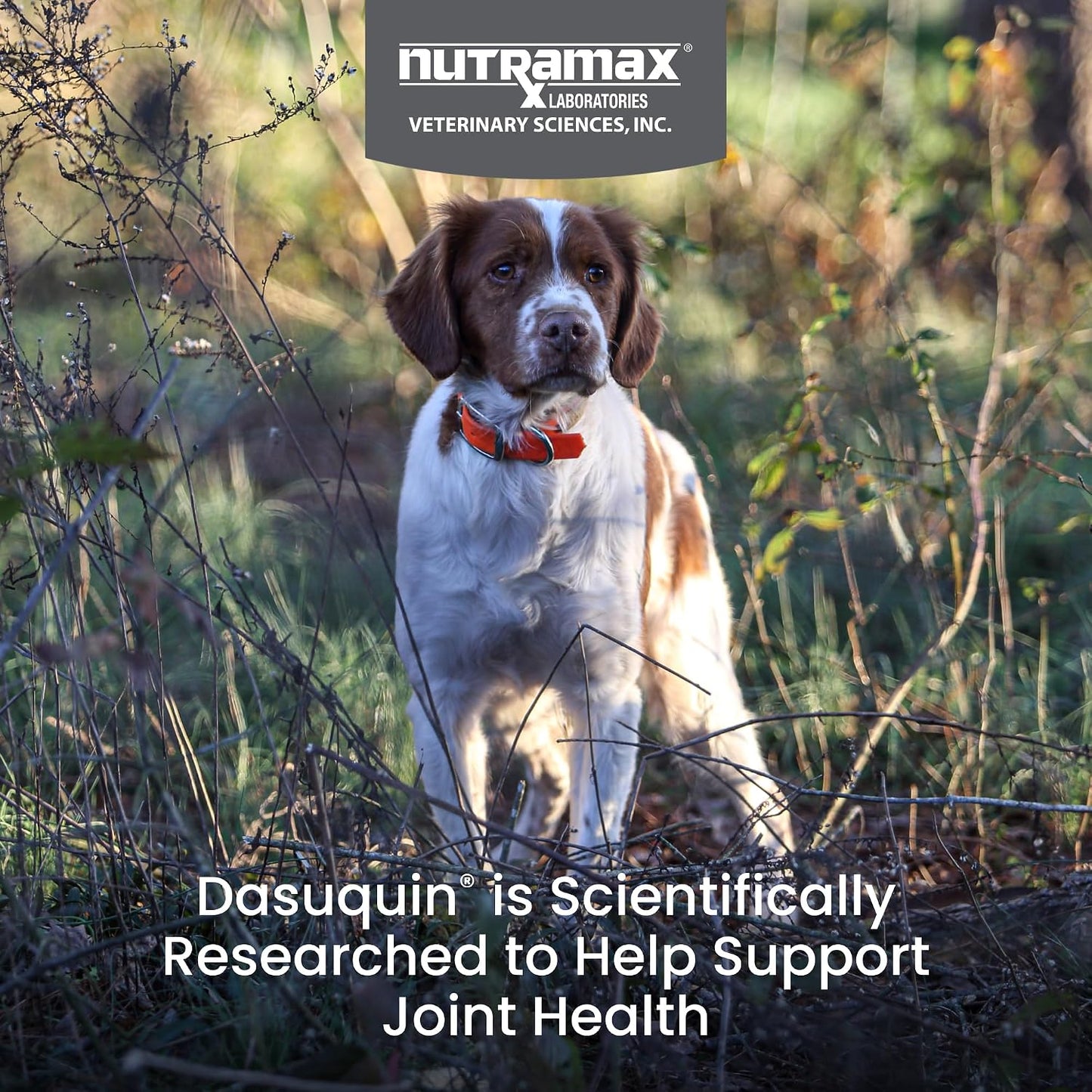 HOTNutramax Dasuquin MSM Joint Supplement, Small/Med Dogs, Soft Chews, 84ct | Glucosamine and Chondroitin, ASU & MSM, Dog Joint Support, For Dogs under 60 lbs, Vet-Recommended, Soft Chews