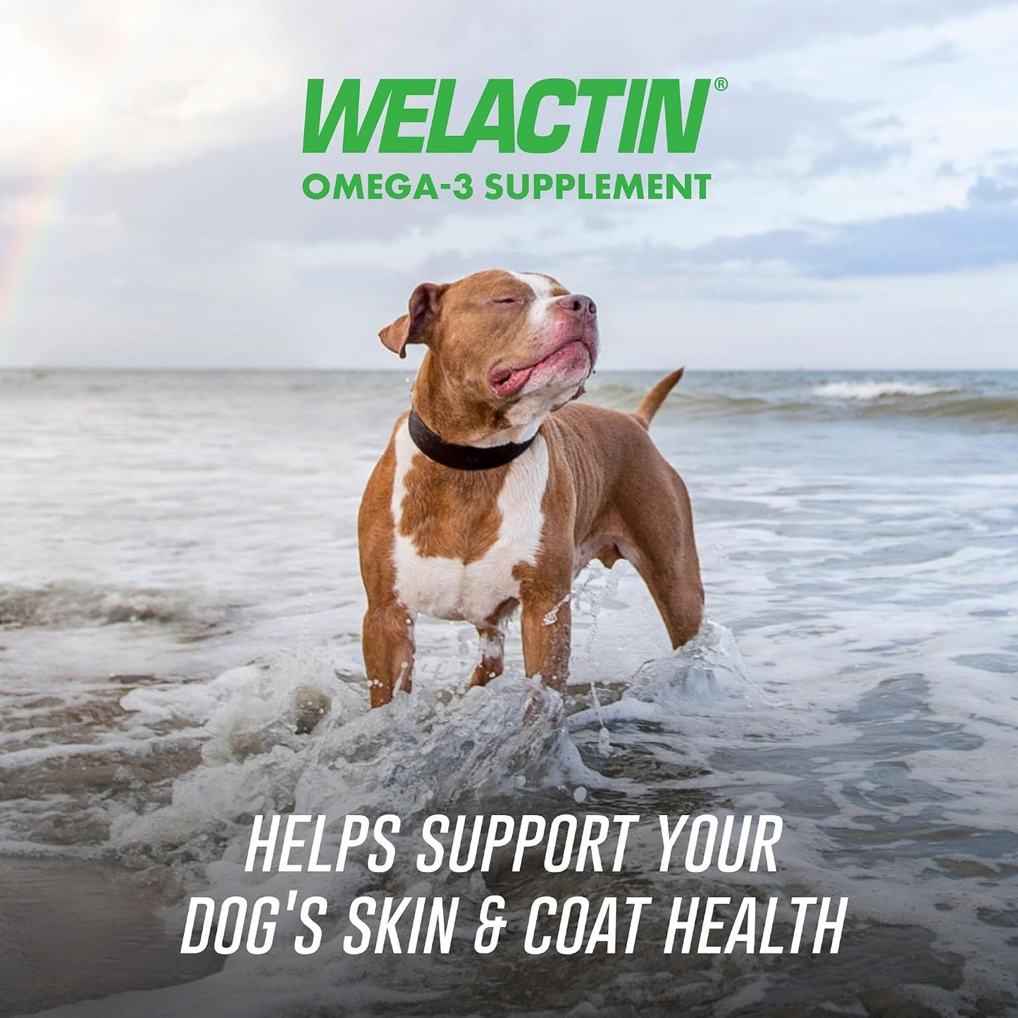 HOTNutramax Welactin Omega 3 Fish Oil for Dogs, Skin and Coat Health Supplement, Plus Immune and Overall Health, Premium Omega 3 Fatty Acids, Multivitamin For Dogs, Soft Chews, 60 Count