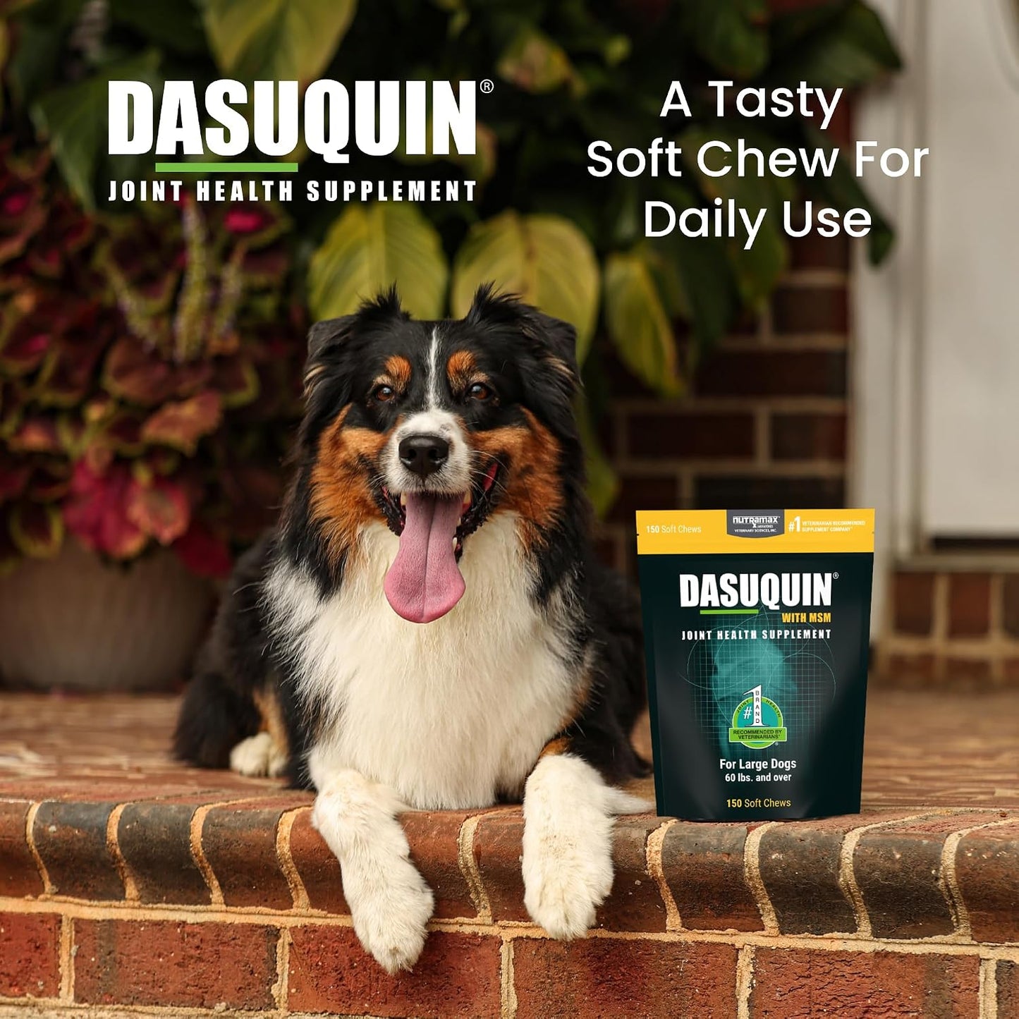 HOTNutramax Dasuquin MSM Joint Supplement for Large Dogs, Soft Chews, 150ct | Glucosamine and Chondroitin, ASU, MSM, Supports Healthy Joints, For Dogs Over 60 lbs, All Ages, Soft Chews