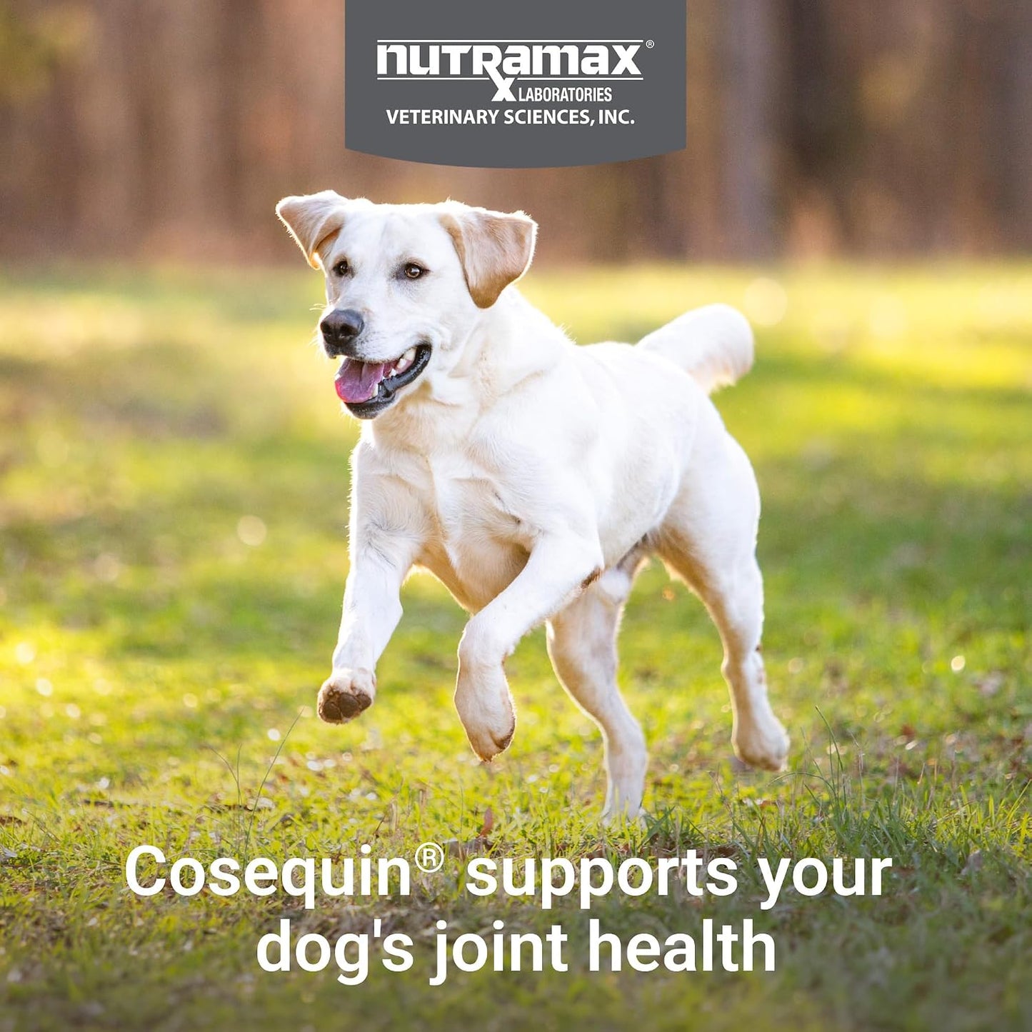 HOTNutramax Cosequin Joint Supplement for Dogs, MSM+HA, Chew Tablets, 250ct | Joint Health, Glucosamine + Chondroitin for Dogs, MSM, Supports Joints, All Breeds & Sizes, All Ages, Chewable Tablets
