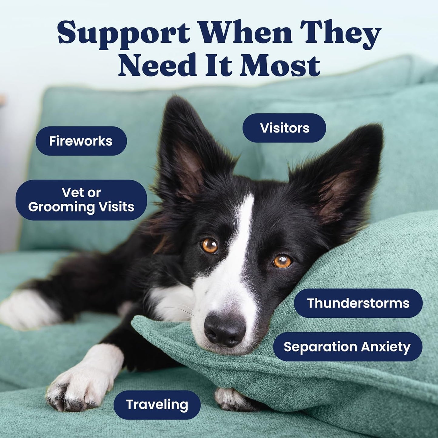 HOTSolid Gold Calming Chews for Dogs - Dog Calming Chews w/Melatonin for Separation, Stress & Hyperactivity Relief - Supports Relaxation for Travel, Fireworks & Storms - All Ages & Sizes - Bacon 120ct