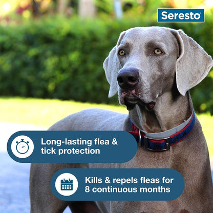 HOTSeresto Large Dog Vet-Recommended Flea & Tick Treatment & Prevention Collar for Dogs Over 18 lbs. | 2-Pack