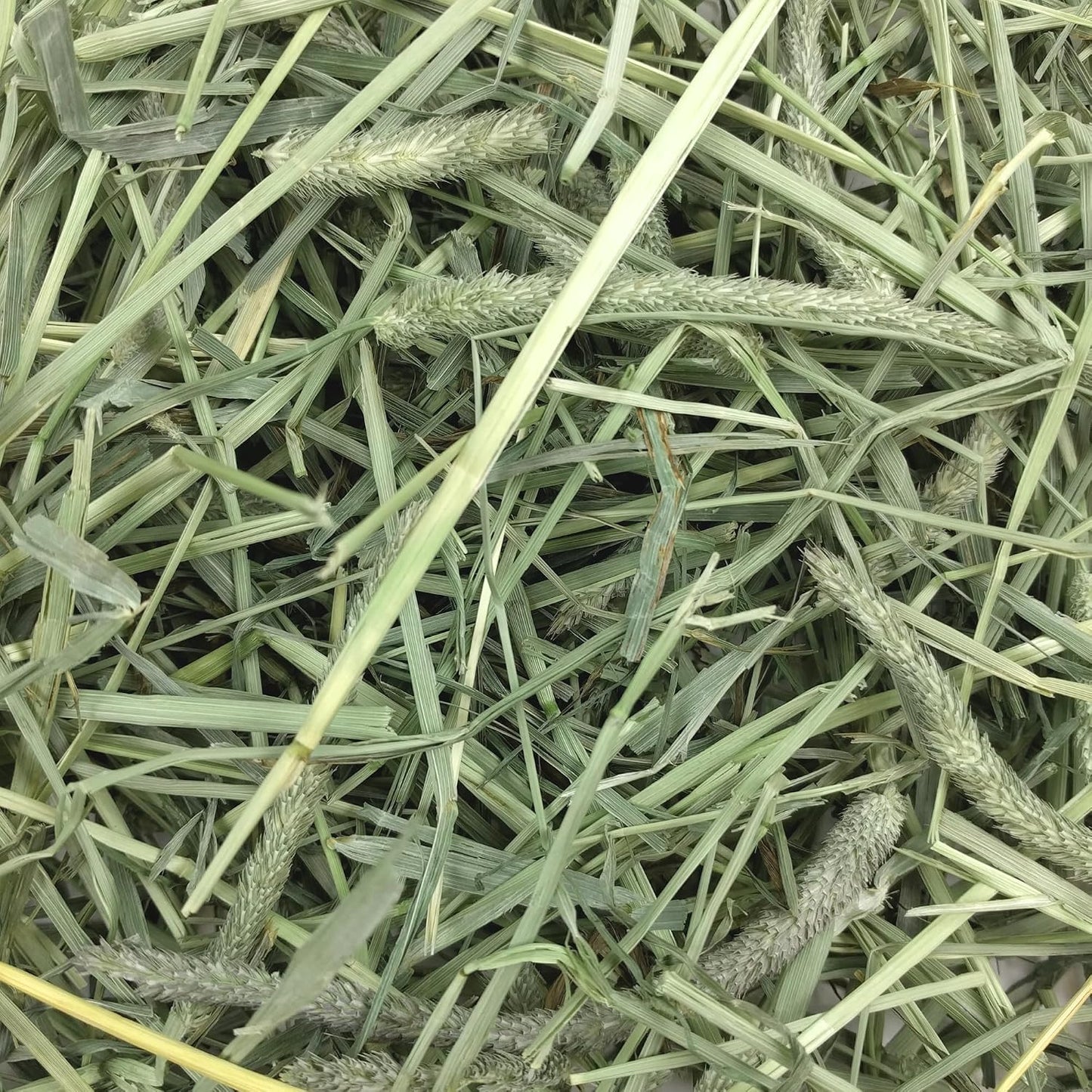 HOTOxbow Western Timothy Hay for Small Pets – All-Natural Grass Hay for Rabbits, Guinea Pigs, and Chinchillas – High Fiber for Digestive Health and Dental Support – 40 oz Bag