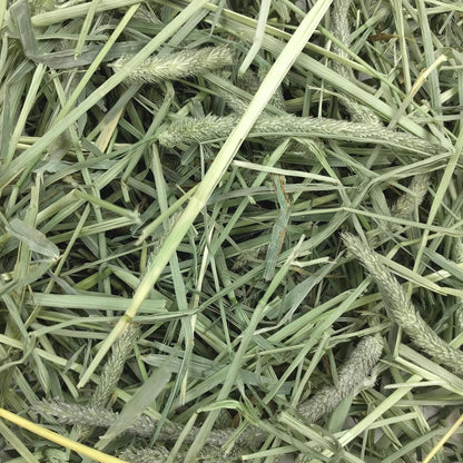 HOTOxbow Western Timothy Hay, Rabbit & Guinea Pig Hay, High Fiber, USA, 90 oz | Oxbow Timothy Hay, Bunny Hay For Rabbits, Guinea Pigs, Bunnies and Chinchillas, Hand-Sorted, De-Dusted, Made in USA