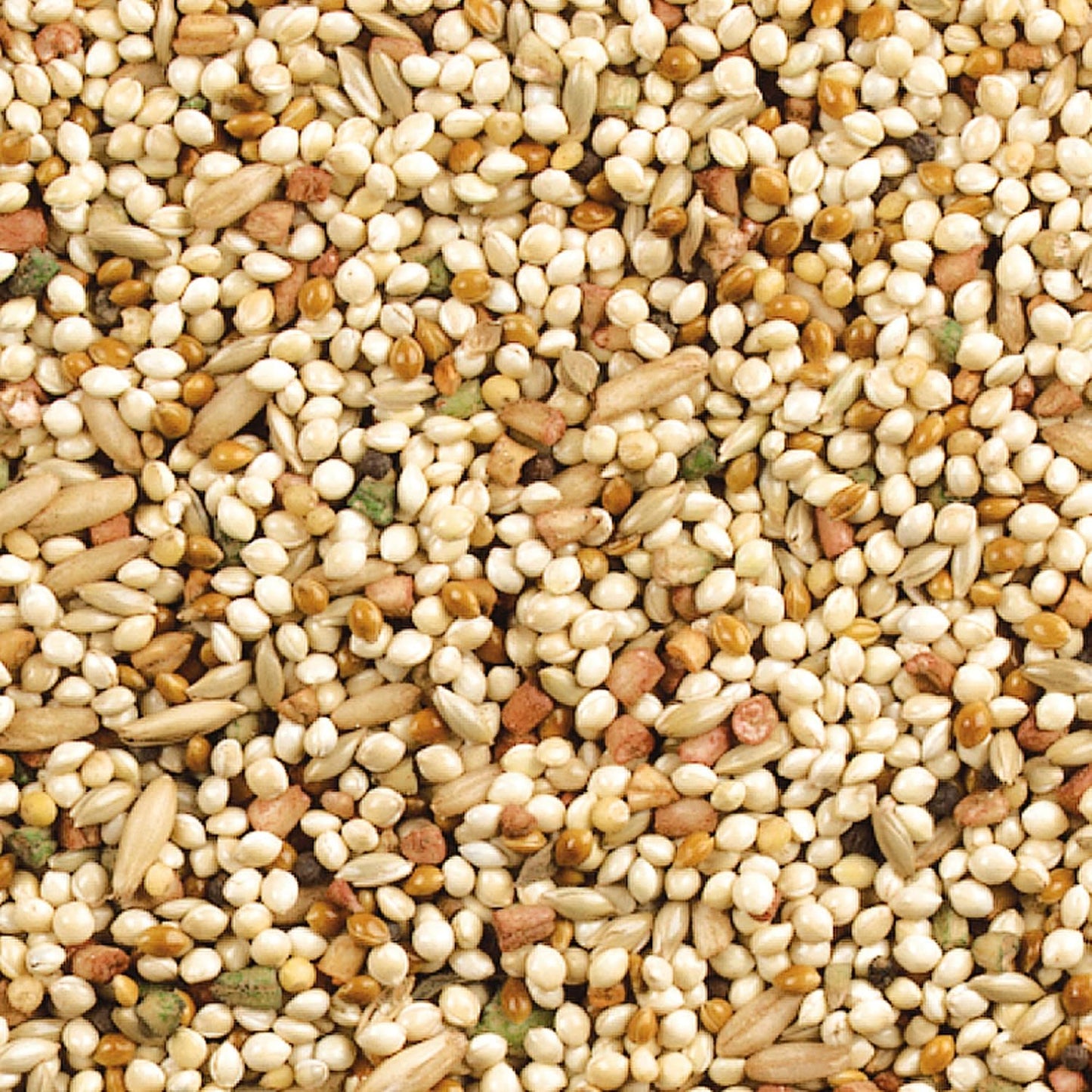 HOTWild Harvest Daily Blend Nutrition Diet for Parakeet, Canary and Finch 10 Pounds, Orange flavour