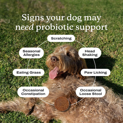 HOTPetLab Co. Probiotic Chews for Dogs, 30 Soft Chews, Pork | 8-strain probiotic blend with prebiotics to support digestive health, skin and seasonal allergy support