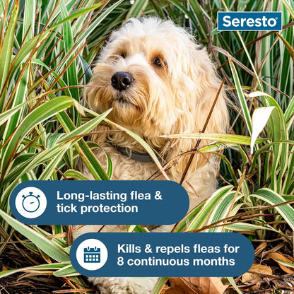 HOTSeresto Small Dog Vet-Recommended Flea & Tick Treatment & Prevention Collar for Dogs Under 18 lbs. | 8 Months Protection