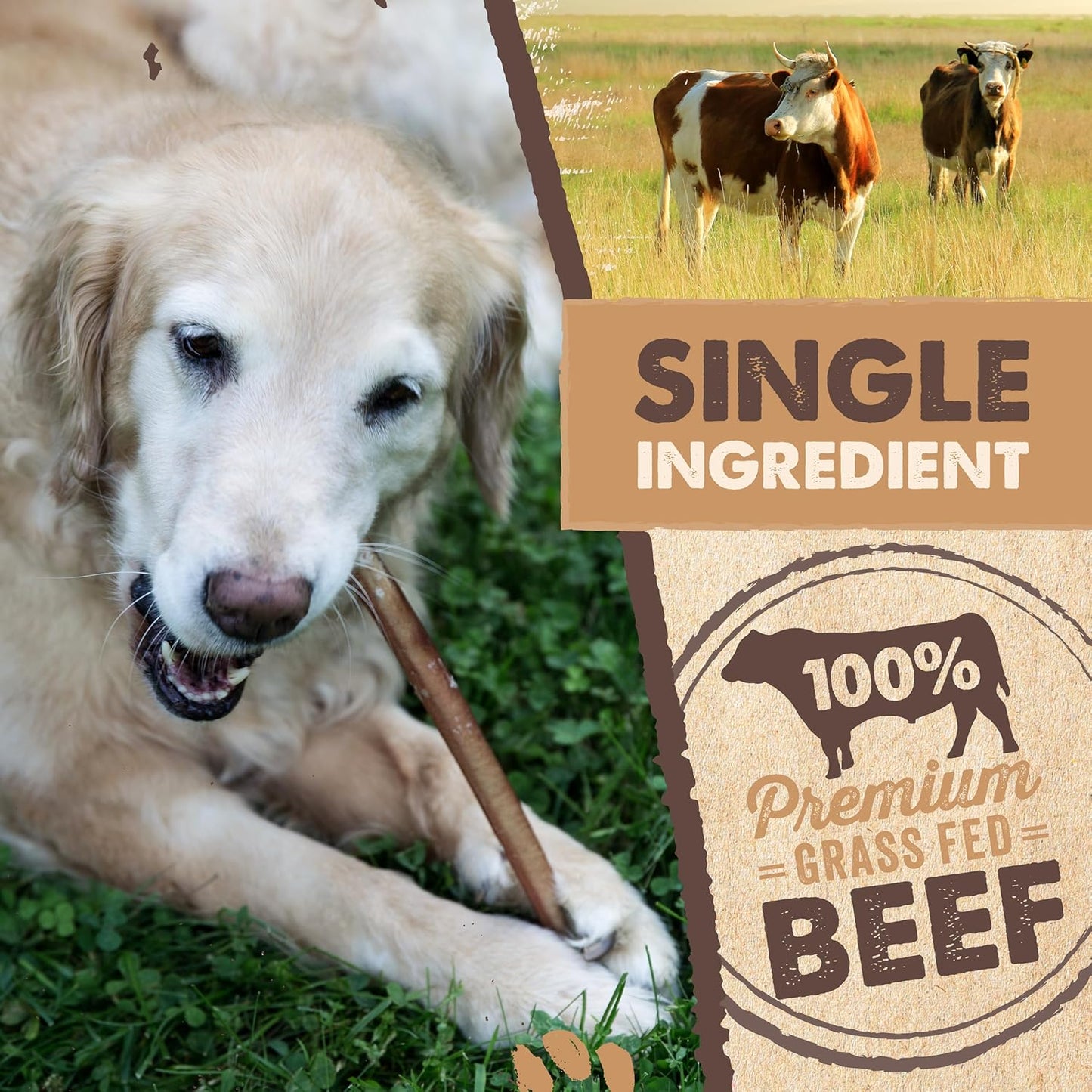 HOTMighty Paw Long Lasting 12" Bully Sticks for Dogs - All Natural Grass Fed Beef Chews. Lower Odor Dog Bully Sticks for Large Dogs, Medium and Small Breeds. Single Ingredient Treats