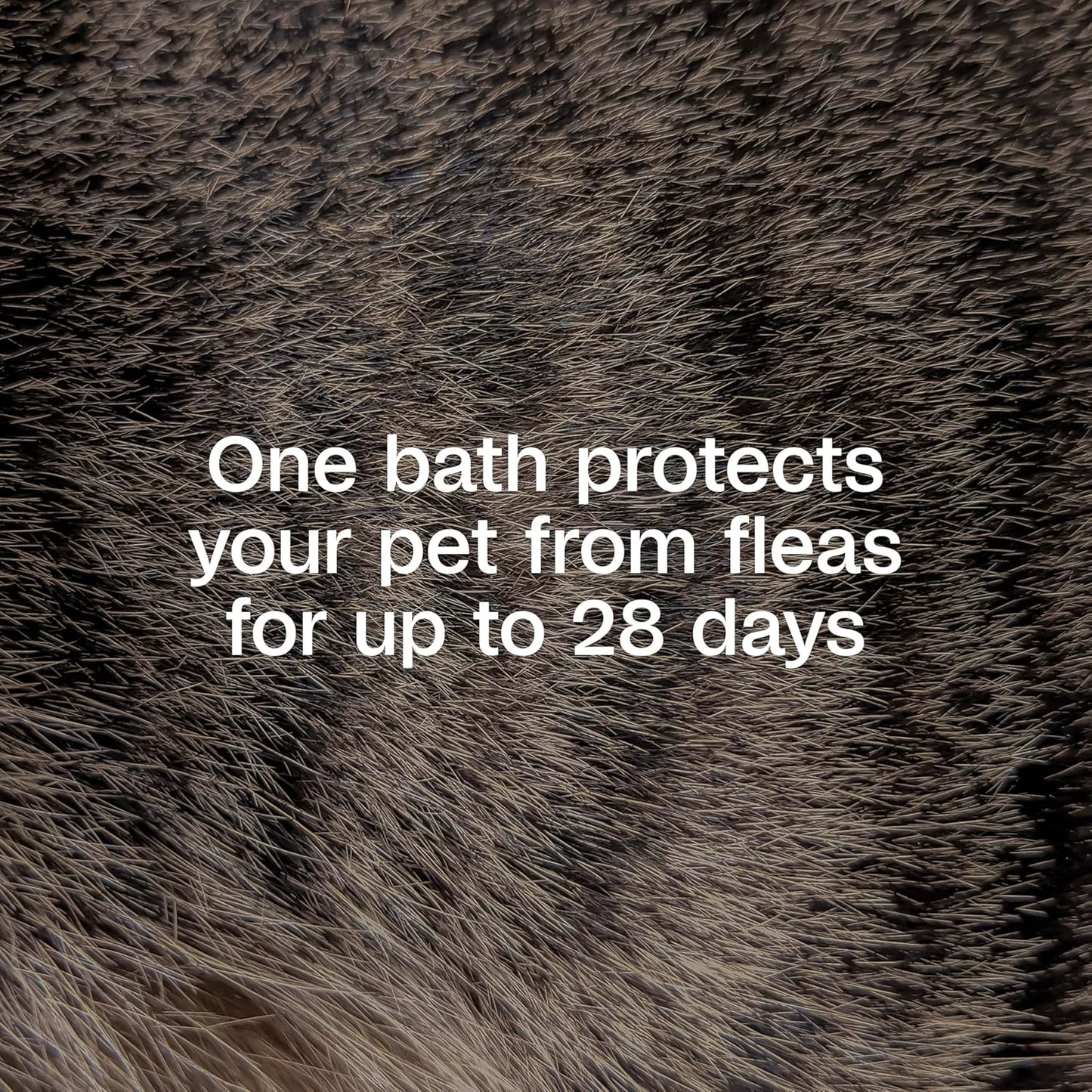 HOTADAMS Plus Flea & Tick Shampoo with Precor for Dogs, Cats, Puppies & Kittens, Flea Shampoo to Treat Infestations, Kills Ticks, Fleas, Flea Eggs & Lice, Cleans and Conditions Coat, 12 Ounces